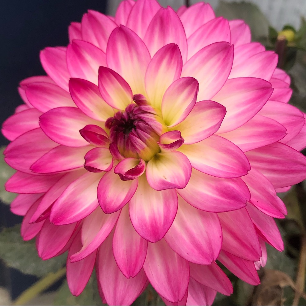 Disney, PINK, Nike, Converse, and more! (: